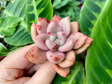 Load image into Gallery viewer, Echeveria Rubydona flower