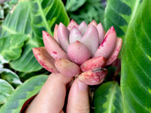 Load image into Gallery viewer, Echeveria Rubydona flower