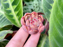 Load image into Gallery viewer, Magic Plot