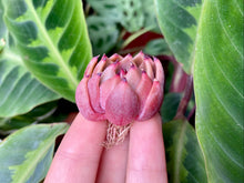 Load image into Gallery viewer, Magic Plot flower