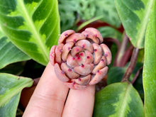 Load image into Gallery viewer, Magic Plot red flower