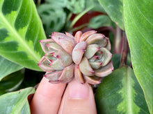 Load image into Gallery viewer, Magic Plot white flower