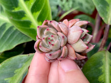 Load image into Gallery viewer, Magic Plot