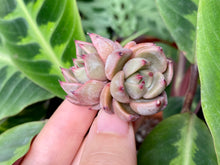 Load image into Gallery viewer, Magic Plot