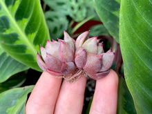 Load image into Gallery viewer, Magic Plot