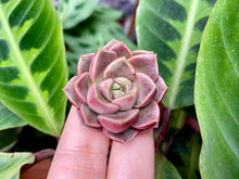 Load image into Gallery viewer, Echeveria Moralbi