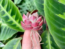 Load image into Gallery viewer, Echeveria Moralbi flower