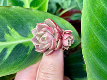Load image into Gallery viewer, Echeveria Moralbi red flower