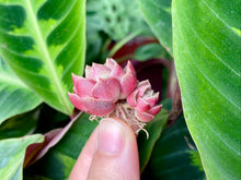 Load image into Gallery viewer, Echeveria Moralbi