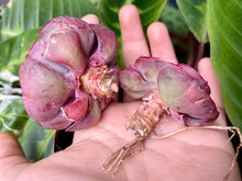 Load image into Gallery viewer, Muesli flower