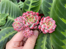 Load image into Gallery viewer, Echeveria blue elf