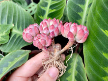 Load image into Gallery viewer, Echeveria blue elf image