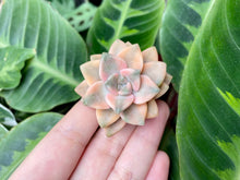 Load image into Gallery viewer, Graptoveria Titubans