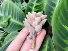 Load image into Gallery viewer, Graptoveria Titubans flower