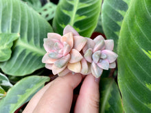 Load image into Gallery viewer, Graptoveria Titubans | 美杏锦