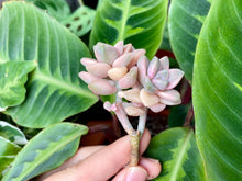 Load image into Gallery viewer, Graptoveria Titubans