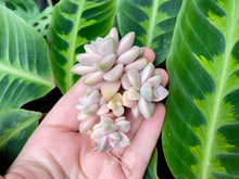 Load image into Gallery viewer, Graptoveria Titubans image