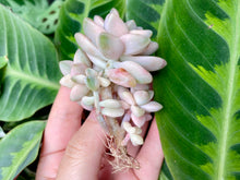 Load image into Gallery viewer, Graptoveria Titubans image