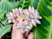 Load image into Gallery viewer, Graptoveria Titubans image