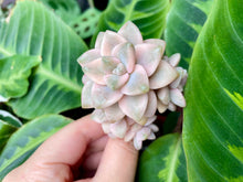 Load image into Gallery viewer, Graptoveria Titubans white flower