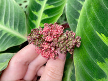 Load image into Gallery viewer, Aeonium sedifolius