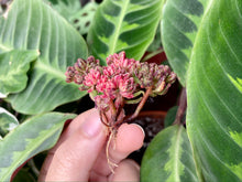 Load image into Gallery viewer, Aeonium sedifolius flower