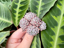 Load image into Gallery viewer, Echeveria Chrissy N ryan