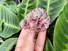 Load image into Gallery viewer, Echeveria Chrissy N ryan image