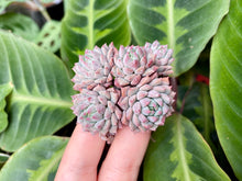 Load image into Gallery viewer, Echeveria Chrissy N ryan white flower