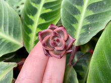 Load image into Gallery viewer, Tremolo