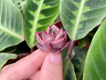 Load image into Gallery viewer, Tremolo image