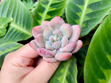 Load image into Gallery viewer, Pachyphytum cv Frevel