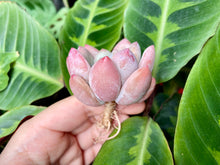 Load image into Gallery viewer, Pachyphytum cv Frevel flower