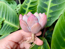 Load image into Gallery viewer, Pachyphytum cv Frevel image
