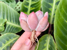 Load image into Gallery viewer, best flower cv freve