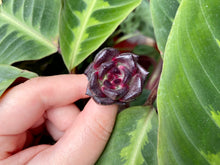 Load image into Gallery viewer, Echeveria Black Rose