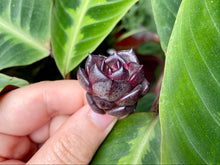 Load image into Gallery viewer, Echeveria Black Rose flower