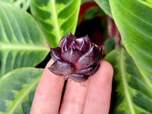 Load image into Gallery viewer, Echeveria Black Rose flower
