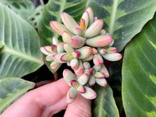 Load image into Gallery viewer, Crassula nudicaulis