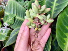 Load image into Gallery viewer, Crassula nudicaulis flower