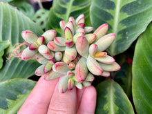 Load image into Gallery viewer, Crassula nudicaulis image