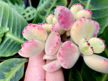 Load image into Gallery viewer, tomentosa f. variegata