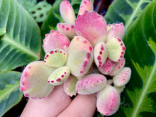 Load image into Gallery viewer, Cotyledon tomentosa f. variegata best image