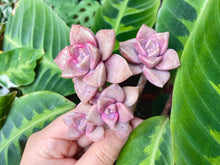 Load image into Gallery viewer, Graptopetalum Purple Delight