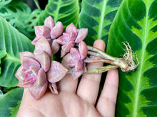 Load image into Gallery viewer, Graptopetalum Purple Delight flower