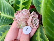 Load image into Gallery viewer, Echeveria simulans Ascension flower