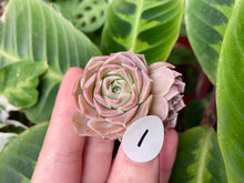 Load image into Gallery viewer, Echeveria simulans Ascension best image