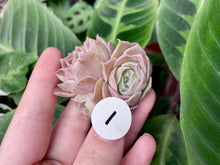 Load image into Gallery viewer, simulans Ascension flower