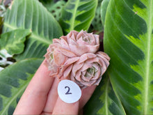 Load image into Gallery viewer, simulans Ascension image