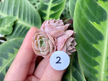 Load image into Gallery viewer, Echeveria simulans Ascension | 蓝丝绒